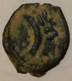 Close-up of mite, heads